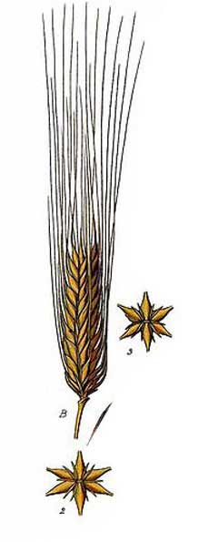 Arpa