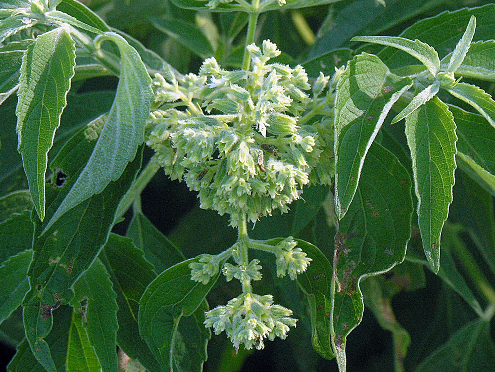 Kamyuye