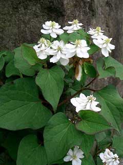 Fishwort