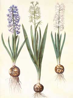 Hyacinth