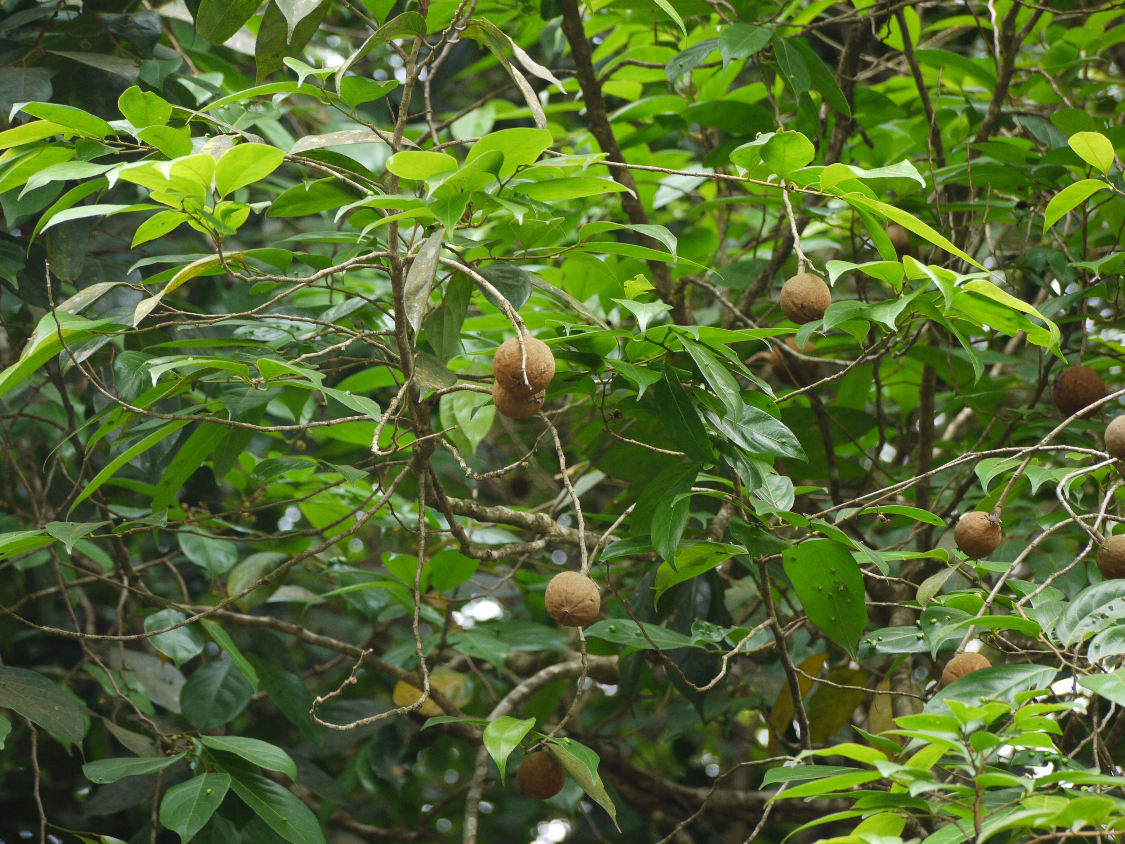 Hindi Chaulmoogra