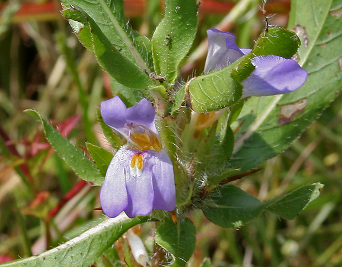 Hygrophila (Ayıpençesigil)