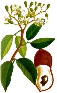 Hymenaea (Baklagil)
