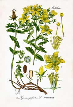 Sarı Kantaron (St. John's Wort)