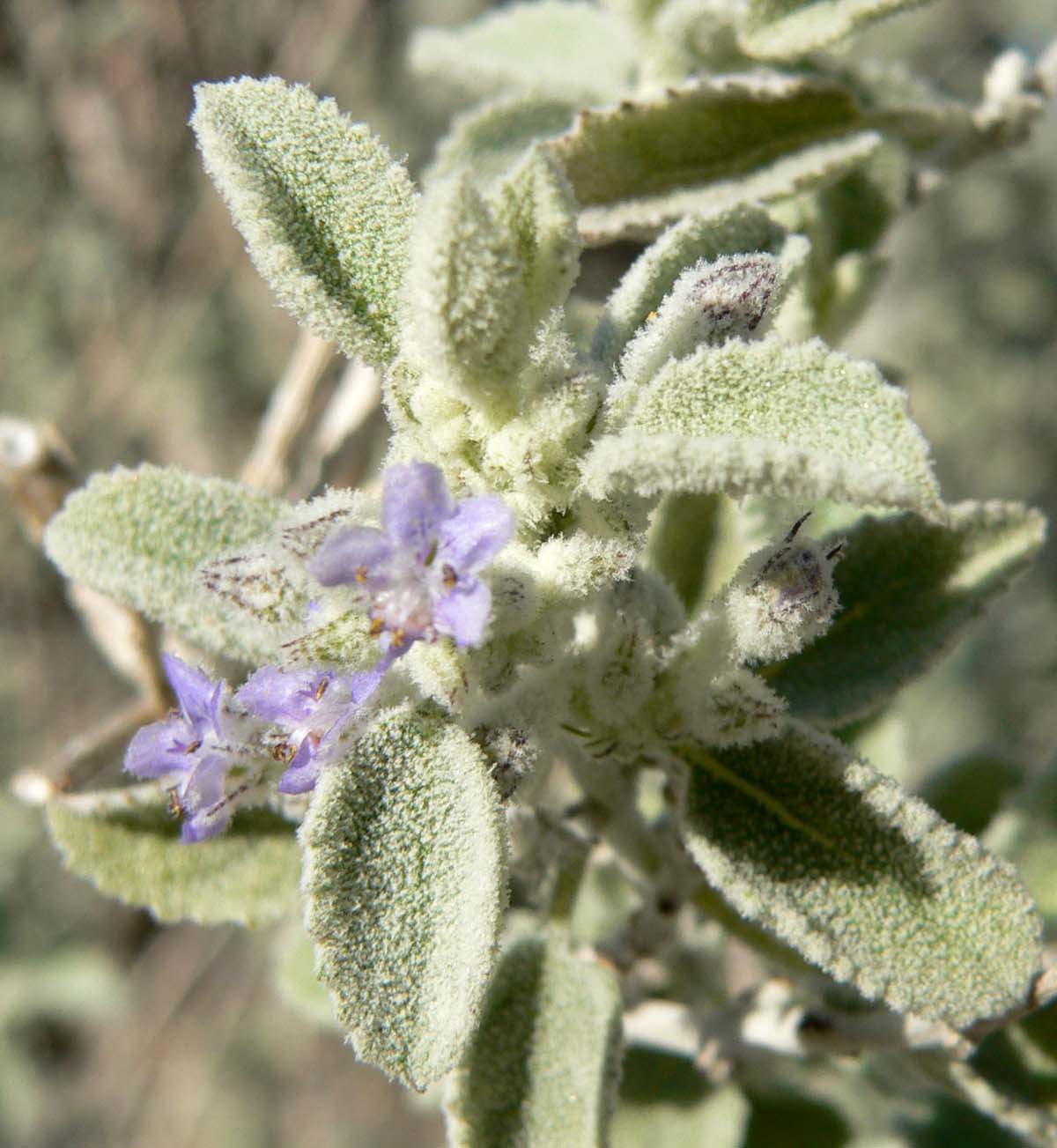 Çöl Lavender