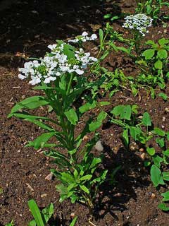 Rocket candytuft
