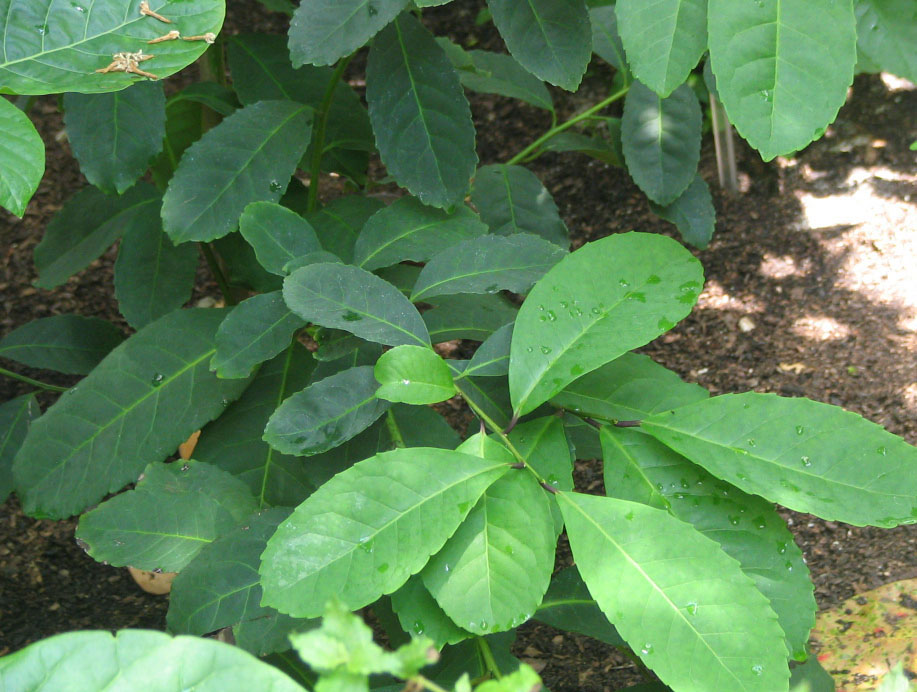 Mate Çayı
