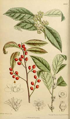 Verticillata Çoban Püskülü