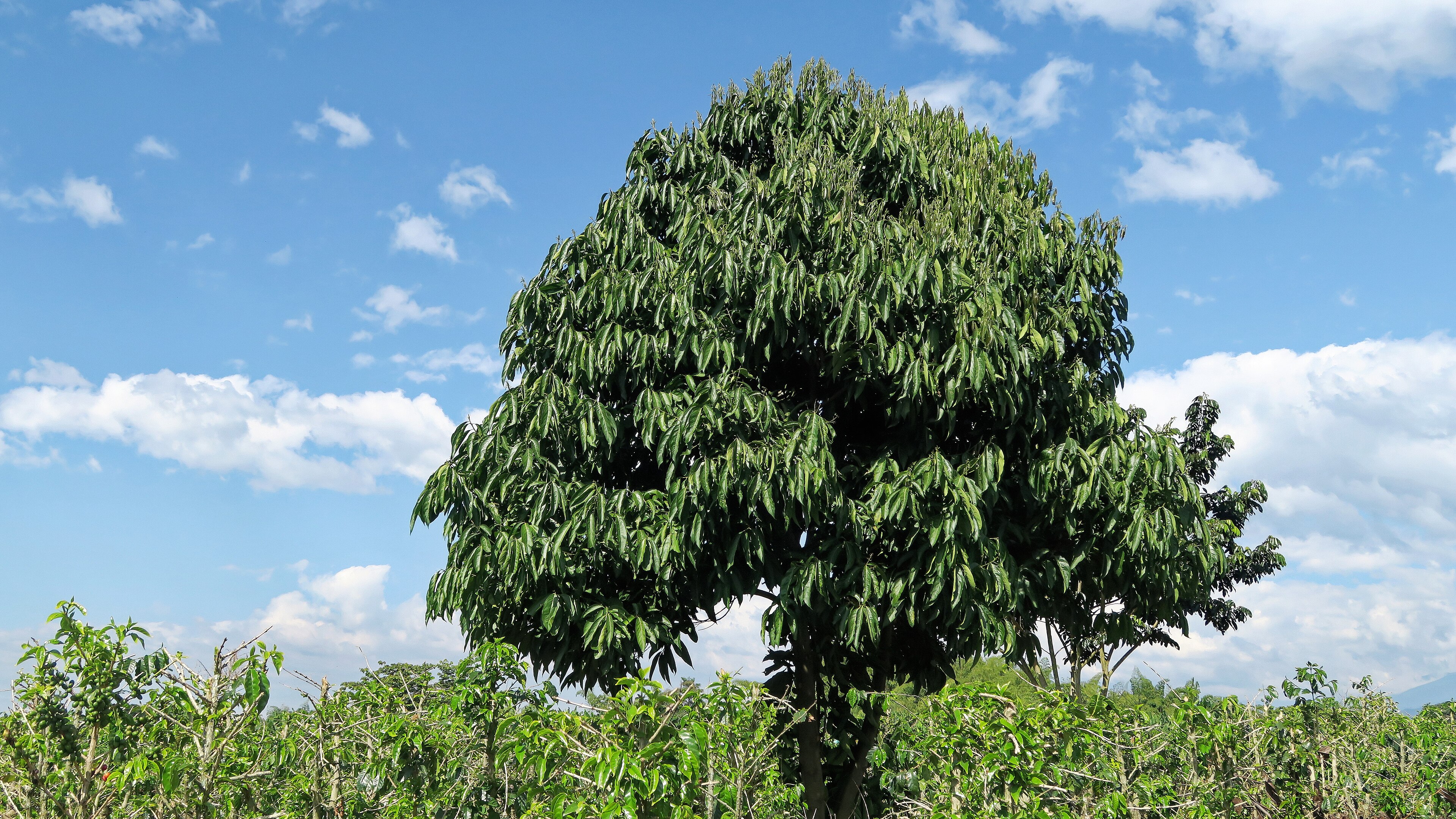 Guaba