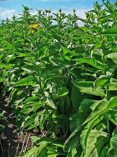 Elecampane