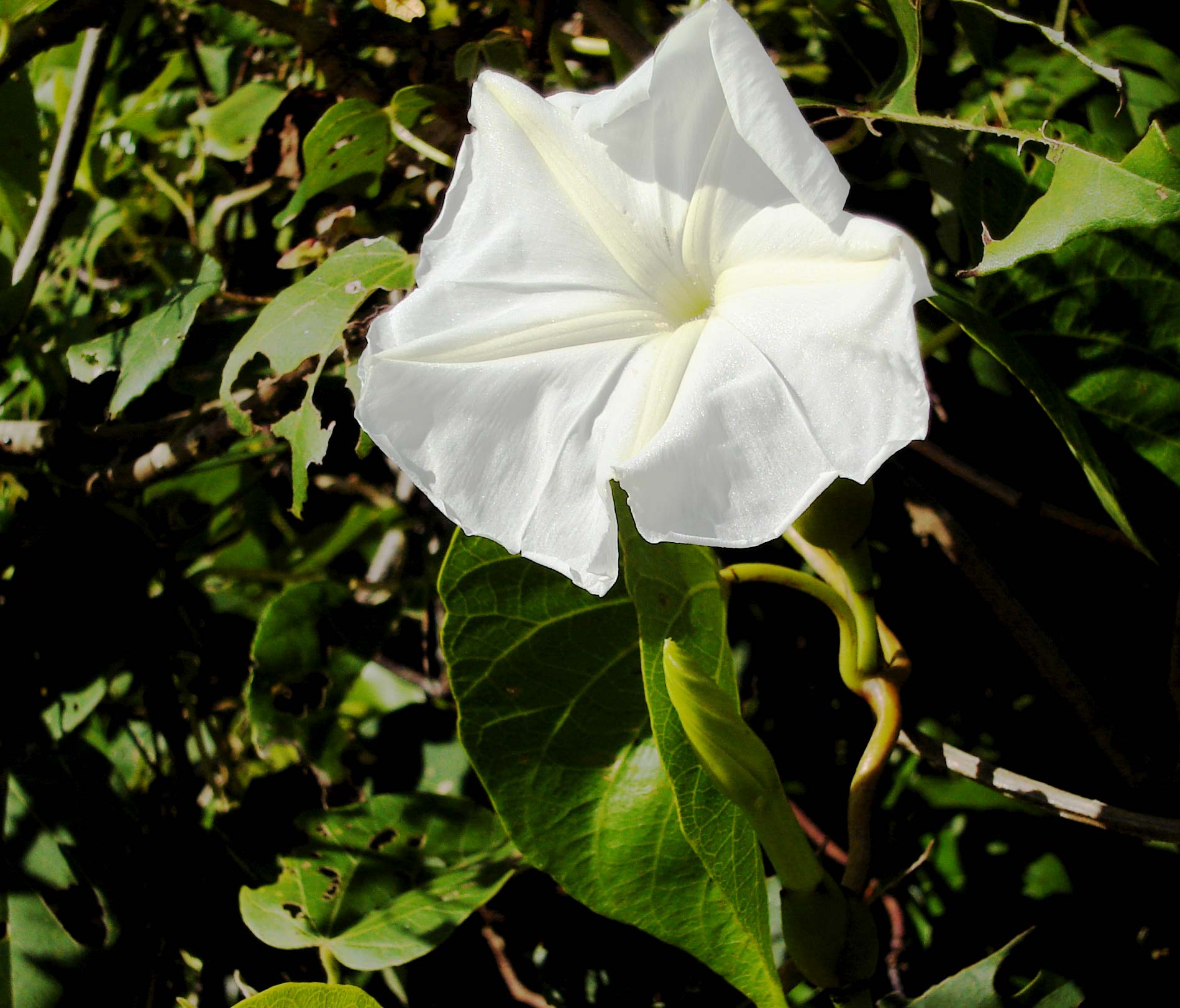 Violacea Gündüz Sefası