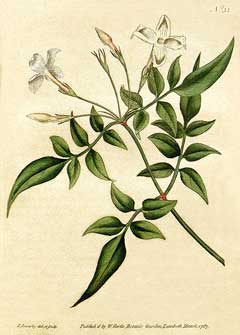 Officinale Yasemin