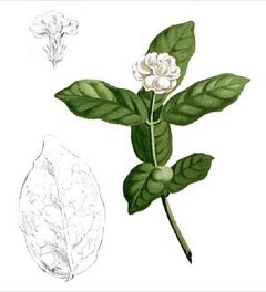 Sambac Yasemin