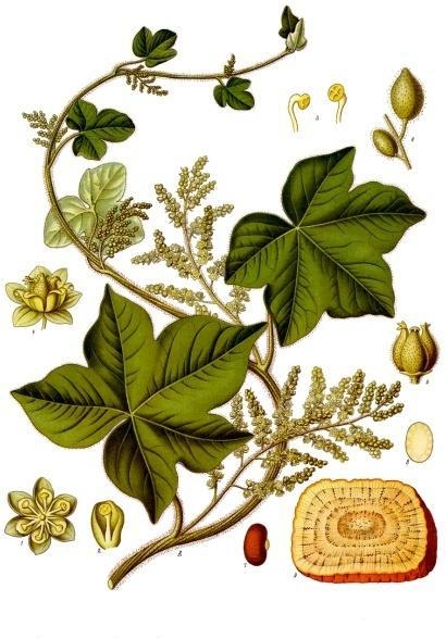 Calumba Kökü