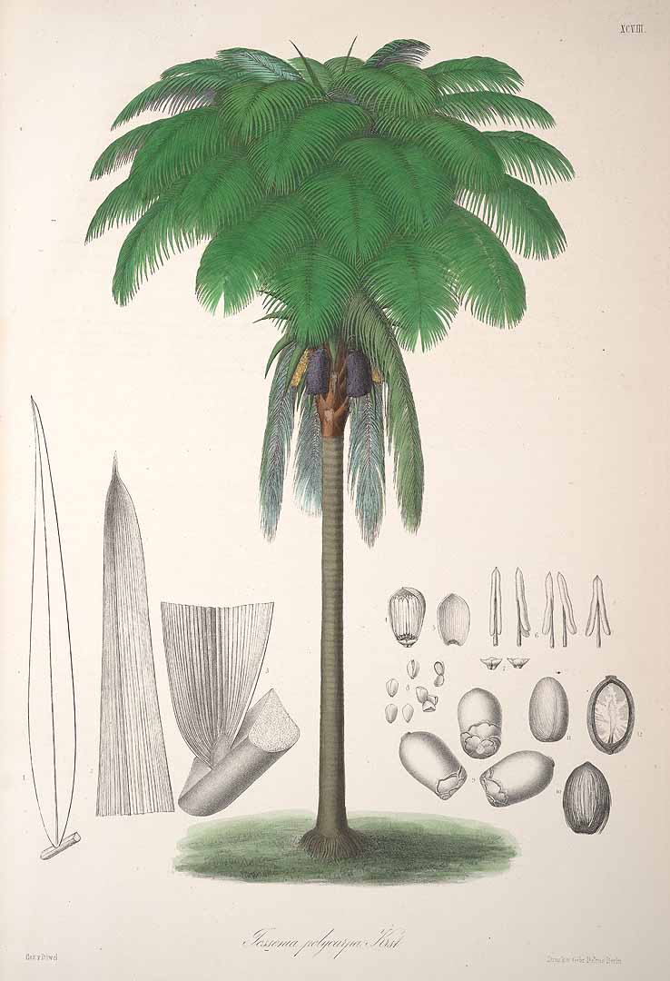 Bataua