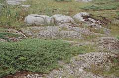 Horizontalis Ardıç
