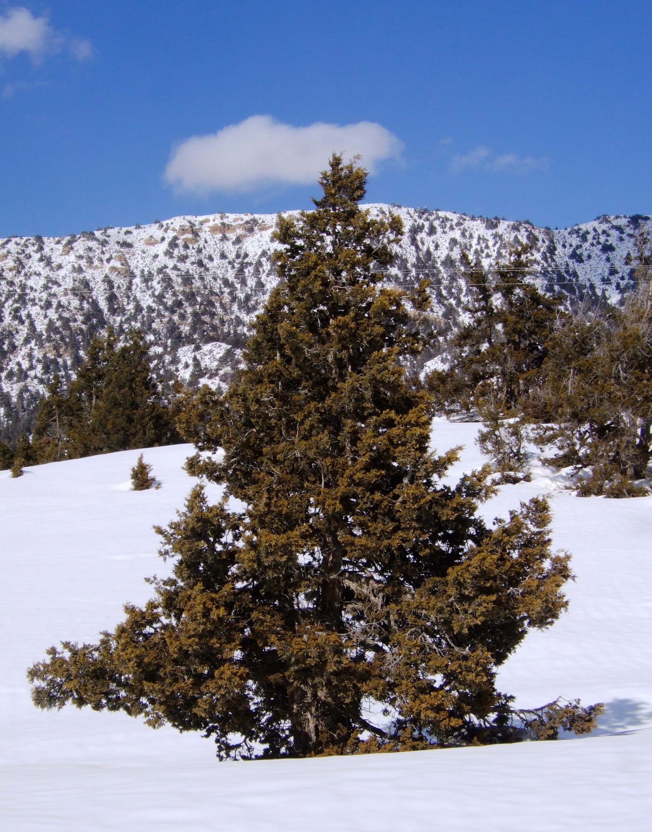 Macropoda Ardıç