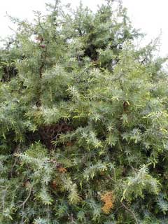Oxycedrus Ardıç