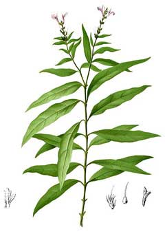 Gandarussa