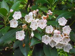 Dağ Laurel