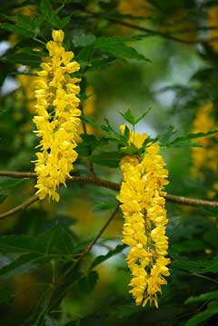 Laburnum (Baklagil)