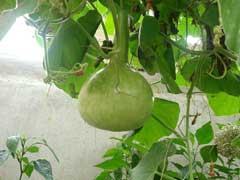 Calabash Gourd