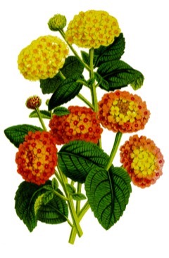 Lantana