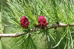 Larix (Çamgil)