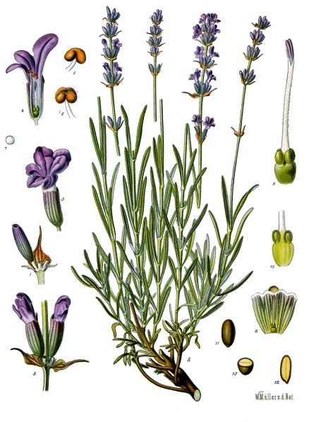 Spica Lavanta