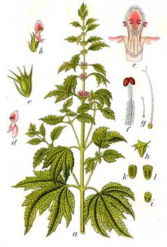 Motherwort