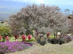 Manuka