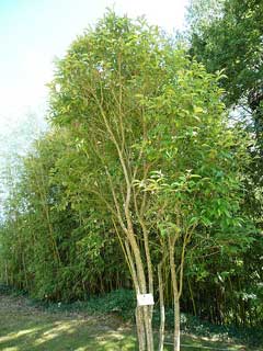 Japonicum Kurtbağrı