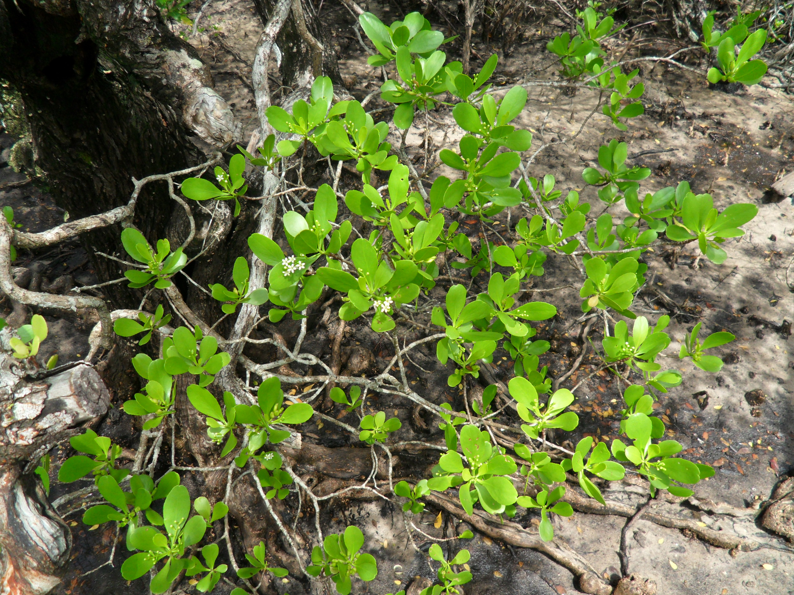 Lumnitzera (Combretumgil)