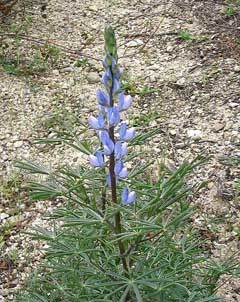 Angustifolius Acı Bakla