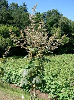 Plume Poppy