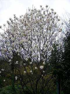 Denudata Manolya