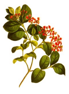 Acerola