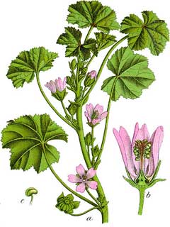 Neglecta Ebegümeci