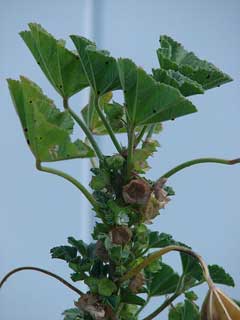 Parviflora Ebegümeci