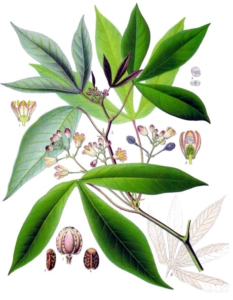 Manyok (Cassava)