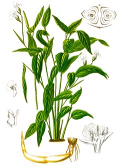 Arrowroot