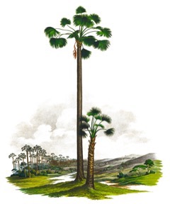 Aguaje