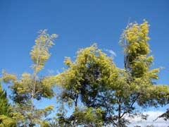 Bracteate Tea-Tree