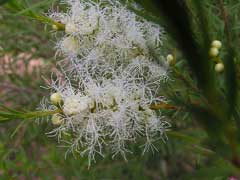 Paperbark Tea_tree