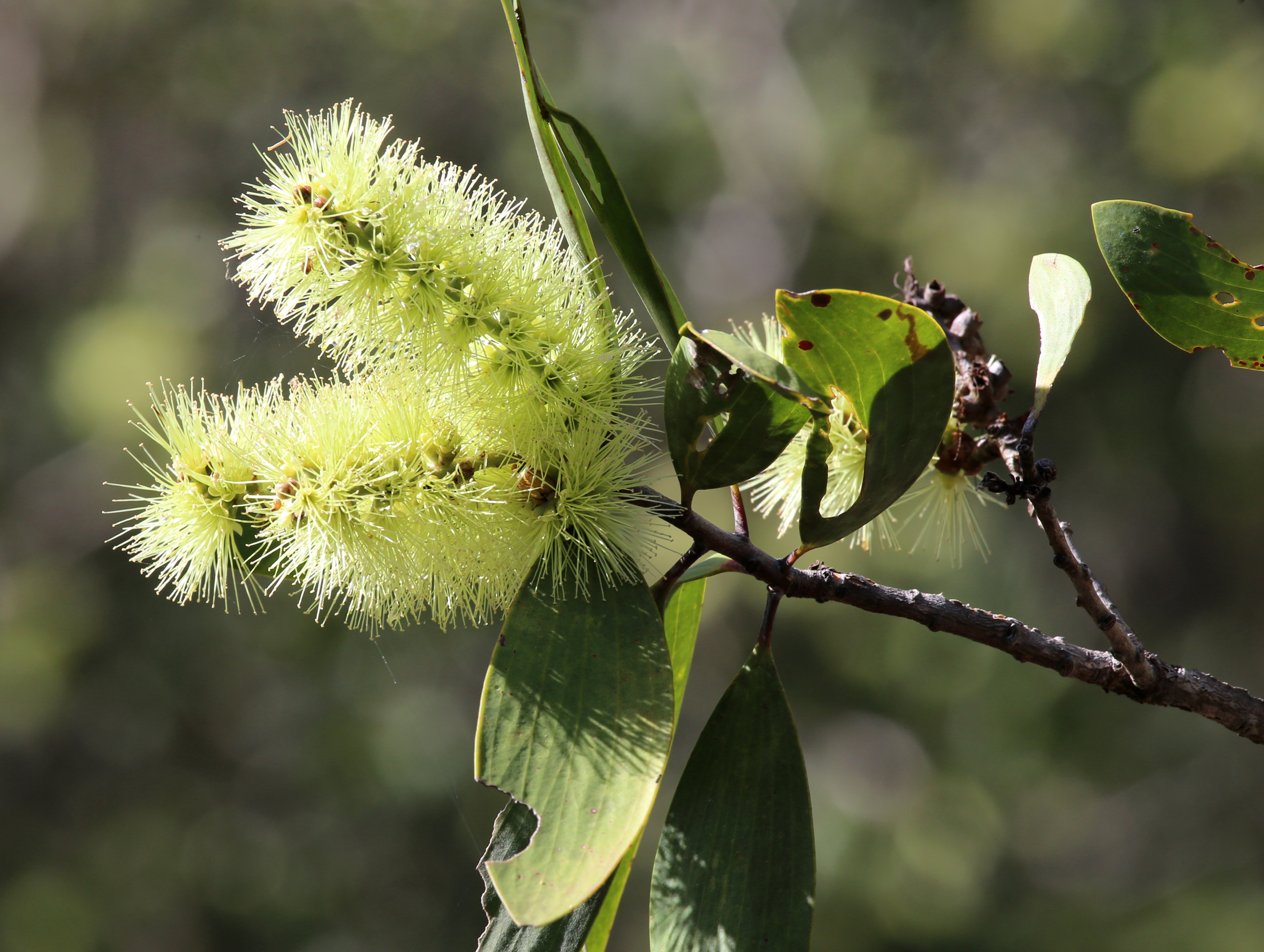 Broad-Leaf Tea-Tree