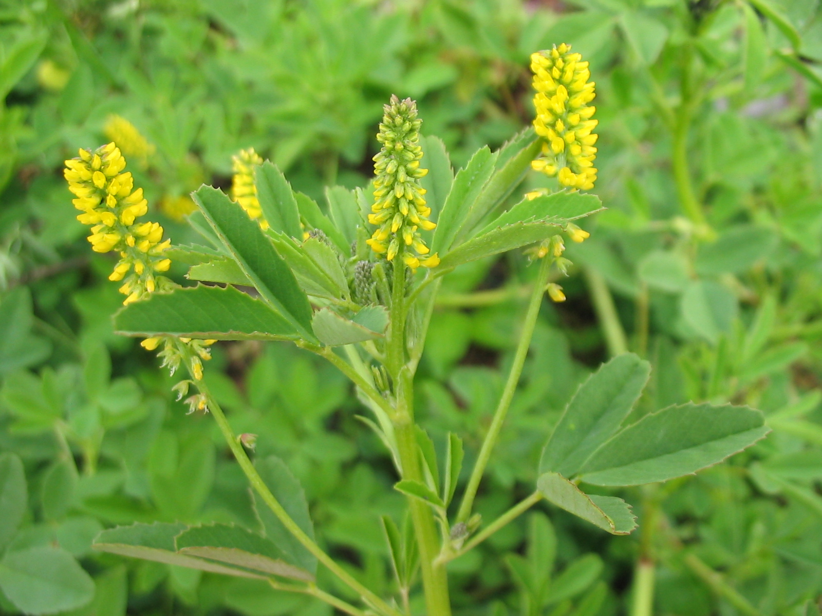 Small-Flowered Melilot