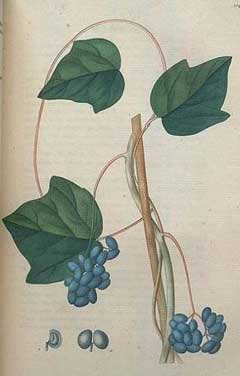 Moonseed