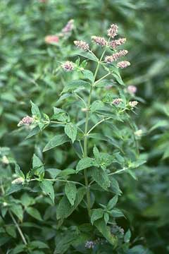 Longifolia Nane