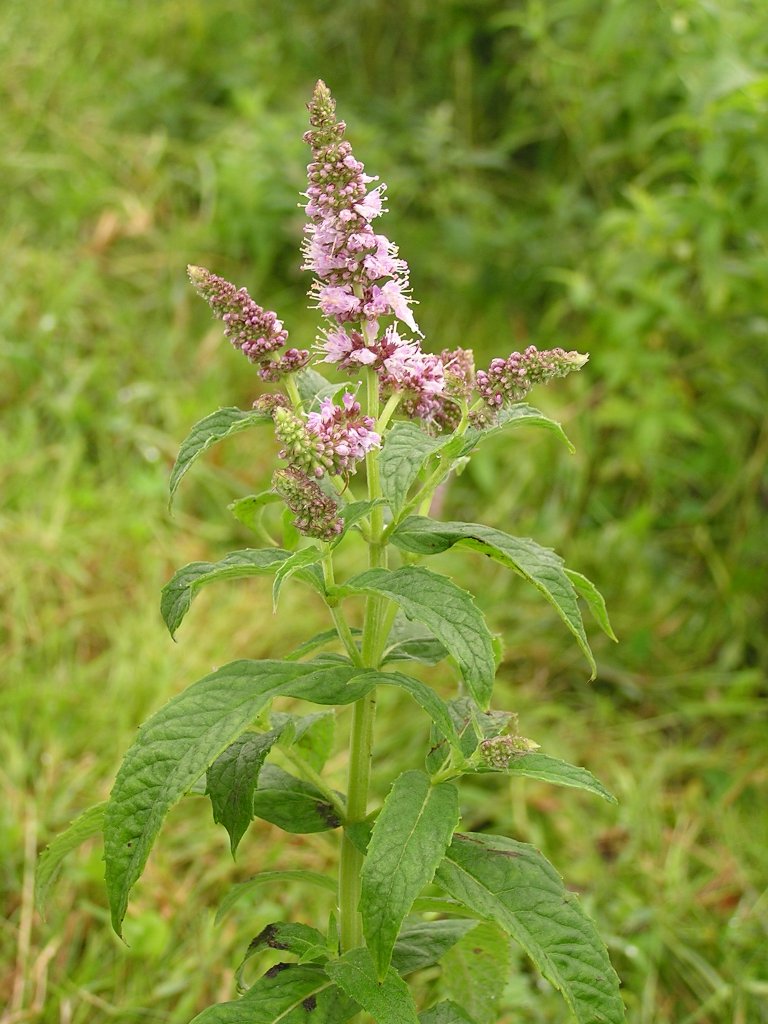Rotundifolia Nane