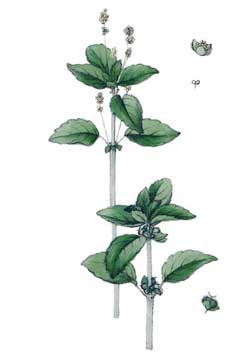 Annual Mercury